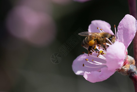 春天蜜蜂在为桃花授粉图片