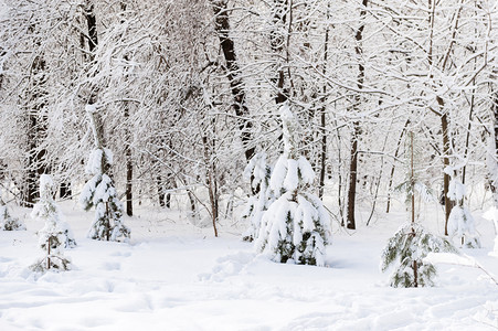 自然寒冷的冬季森林下午被雪覆盖着霜松树图片