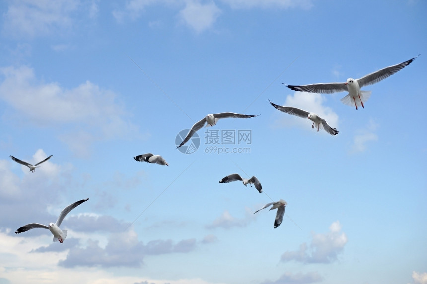 天空下飞行的海鸥鸟群图片