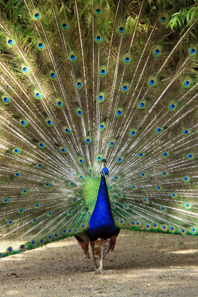 户外美丽的雄孔雀传播他的大羽毛绿色尾巴图片