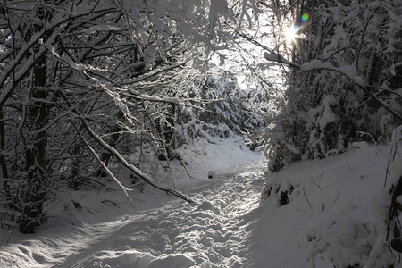 穿过冬季树的太阳光节森林白色的图片