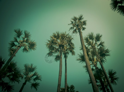 复古热带棕榈树椰子手掌天堂图片