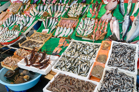 城市行业伊斯坦布尔渔场上的各种鱼一顿饭背景图片