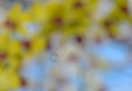闪耀花园自然用于抽象背景的不突出焦点黄色花朵背景图片