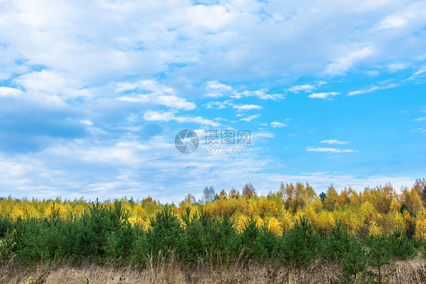 黄色的蓝叶子在绿松树和蓝云天空的背景下将黄色秋天树除去图片