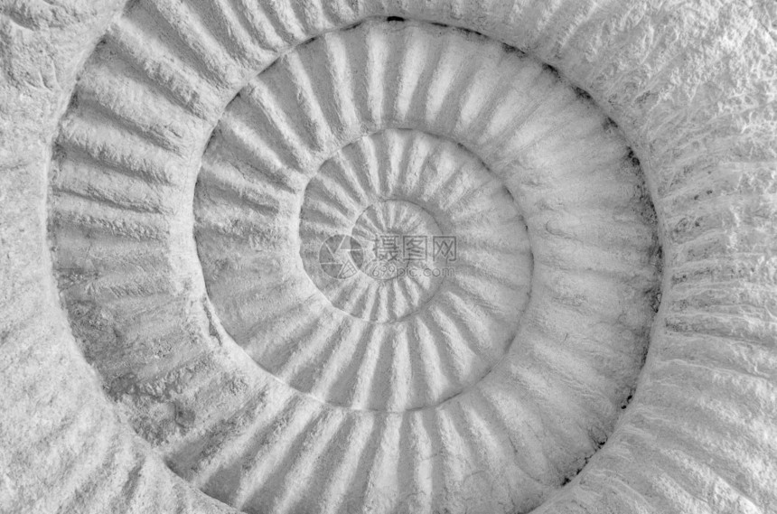 在石头表面关闭Ammonite古史前化石在上关闭Ammonite古史前化石自然圆圈进图片