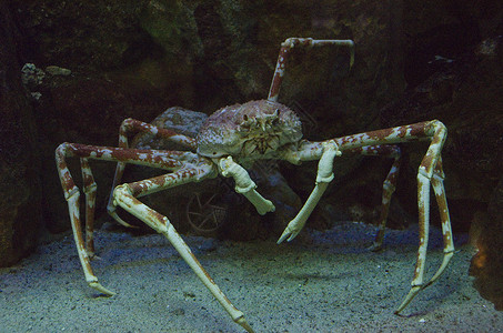 动物日本的蜘蛛蟹在日本水族馆的下在面海洋背景图片