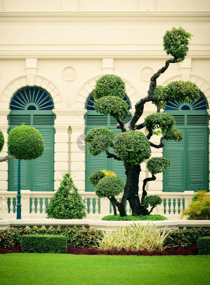 园艺栽培的泰国曼谷大宫草坪上装饰树泰国曼谷阿尔巴耶夫图片