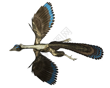 飞行生物史前爬虫以白色背景孤立飞行的箭形鸟类恐龙3D使Archeopteryx鸟类恐龙飞行3D生物插画