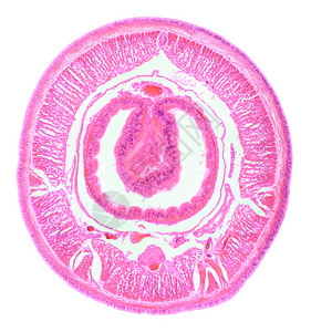 动物学显微镜下PlanariaCS的截面动物生图片