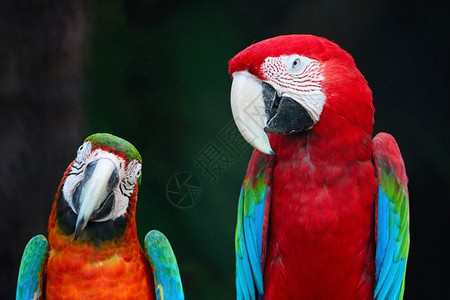 羽毛美丽的鹦鹉鸟绿翼马考和哈莱金的肖像简介鸟舍轮廓图片