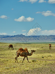 草原上的骆驼背景图片