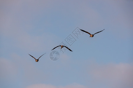 飞走一部分重点鸟类学动物加拿大鹅飞走了3个加拿大鹅飞了背景