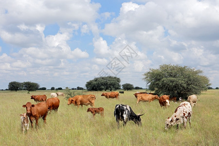 农场里的牛背景图片