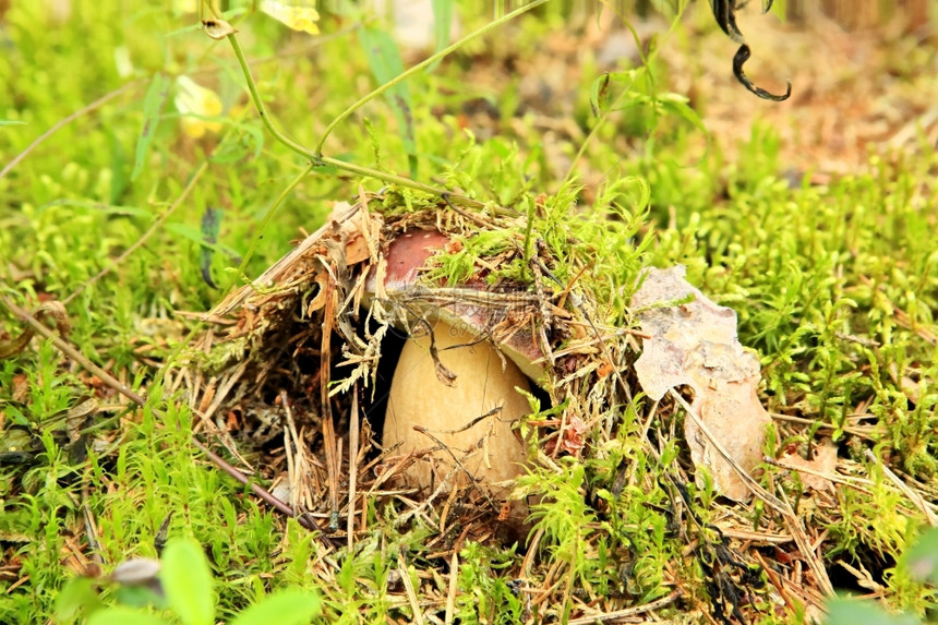 牛肝菌关于森林中苔蚁背景的报导博利特斯语吃秋天图片