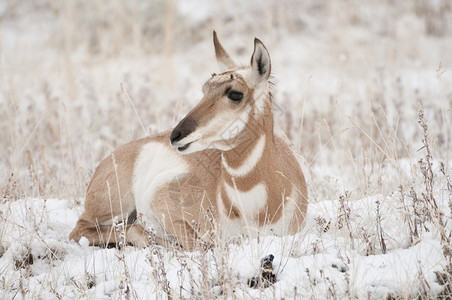 雪地里的叉角羚图片