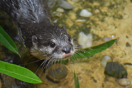池塘北美河獭鼬类水滴在一条河龙卷尾胡须中图片
