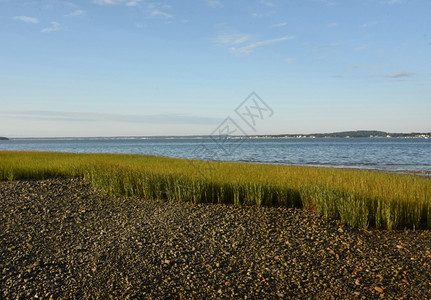 夏天季DuxburyBay海滩的景点夏令低潮图片