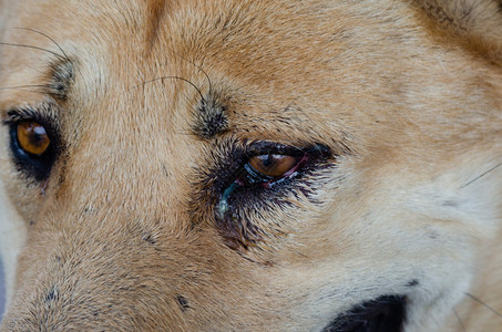 大型犬眼睛图片