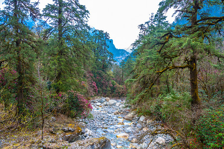亚洲在尼泊尔的春天一条美丽的小山河一片美丽的小山河喜马拉雅徒步旅行图片