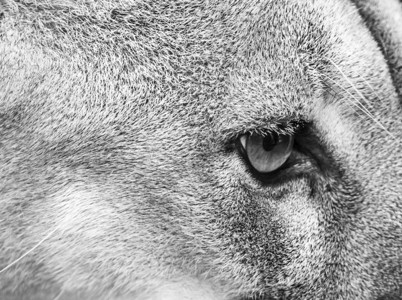 自然美洲豹猫紧地在毛皮和眼睛上以惊人的黑色和白灰度狮子图片