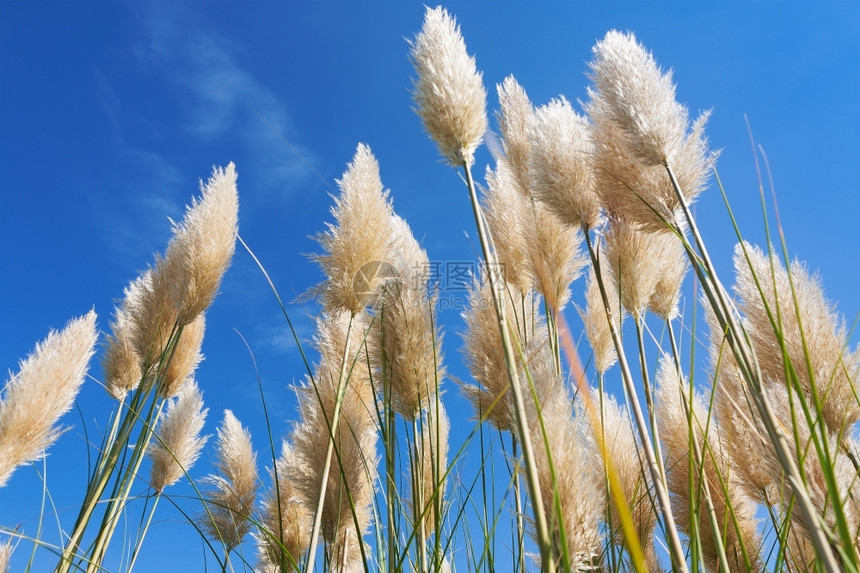 水平的蓝色天空中潘帕草与蓝天对立的兰巴草户外自然图片
