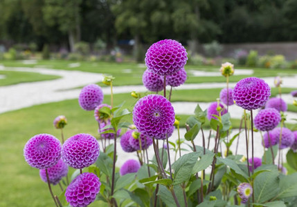 花瓣达利亚大英式花园中美丽的大花背景模糊的美丽粉红色大花植物群图片