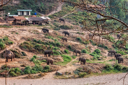 哺乳动物苹果浏览器大象营山群泰国团体图片
