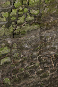 绿色抽象小麦沙石背景或带有一些苔的抽象小麦沙石形态和质地棕色的苔藓图片
