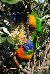 灌木鸟多色食用澳洲本地花朵中蜜的多彩虹萝莉基叶图片