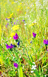 植物群位于葡萄牙阿伦特霍的草原上野生鲜花植物紫色的图片