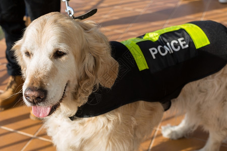 宠物背心马甲金色猎狗与有特的警察图片