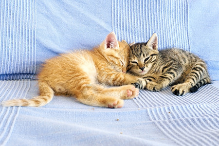 两只睡着的小猫咪图片