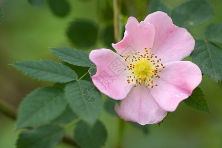盛开绿色背景的野玫瑰漂亮蔷薇图片
