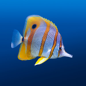 海生物热带珊瑚礁铜蝴蝶切尔蒙罗斯特拉图天然蓝底的切门罗斯特拉图绿松石珊瑚鱼蓝色的背景图片
