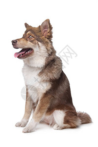白色的纯种背景面前的芬兰拉普德语小狗正面高清图片