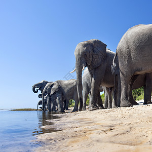 喝苹果浏览器一群非洲大象在博茨瓦纳ChobeRive岸边饮用自然图片