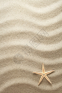 沙子上的海星和小贝壳图片