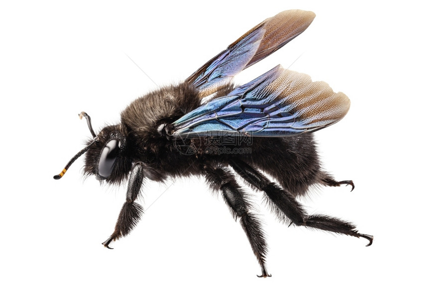 高定义的紫色木蜂种Xylocopaviolacea紫色木蜂种xylocopa高度重点和DOF在白背景上隔离的野外深度黑色高木本图片