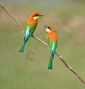 莱舍瑙蒂自然食蜂鸟高清图片