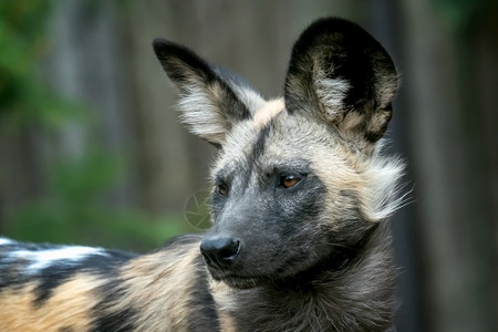哺乳动物犬类捕食者非洲野狗LycaonPictus图片
