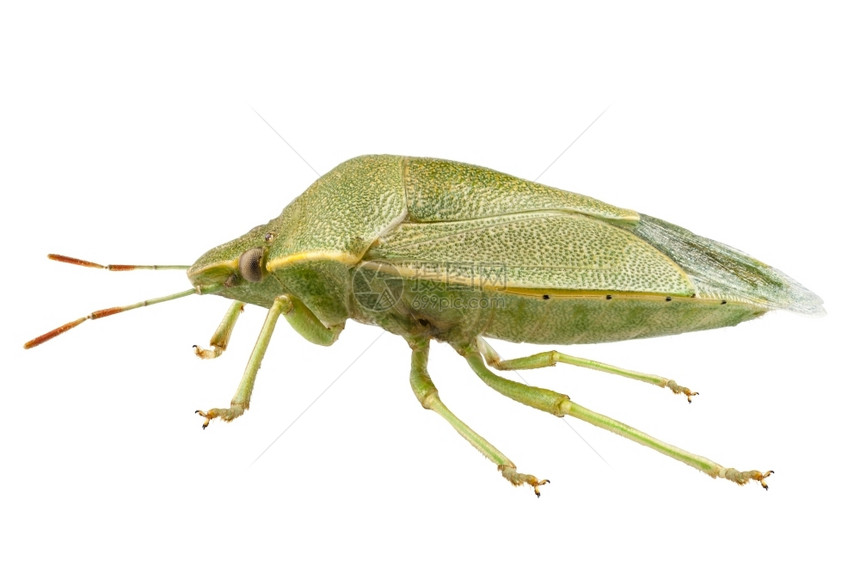 漏洞高的Palomenaprasina高定义的绿色防护虫物种以极端重点和DOF在白色背景上隔离的野外深度为高焦点和DOF绿色防护图片