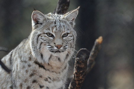 猞猁加拿大Lynx猫的美丽脸庞自然毛皮野生动物高清图片素材