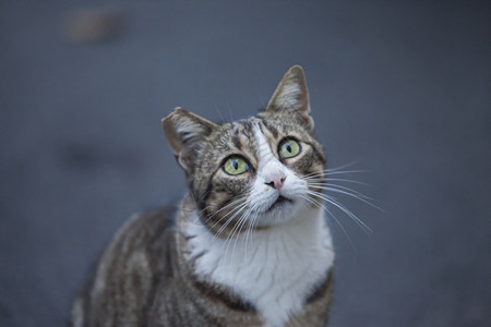 可爱的绿眼睛猫咪图片