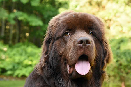 新闻哺乳动物夏天的纽芬兰狗可爱的甜美棕褐色小狗新手图片