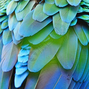 抽象的蓝色充满活力绿鸟羽哈莱金马考羽毛自然质地背景图片