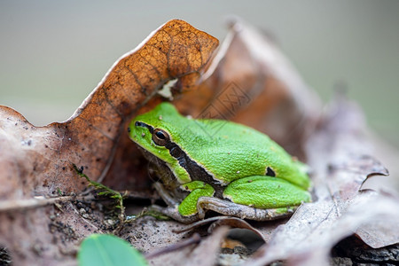 蒂米塞尼萨格一种吉罗克藏在棕叶里的青蛙近距离接背景图片