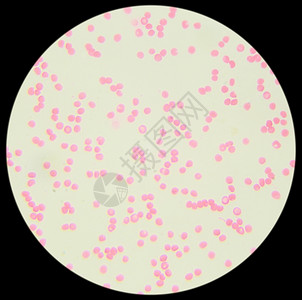 免疫学中粒细胞实验室在显微镜下的人类血液迹设计图片