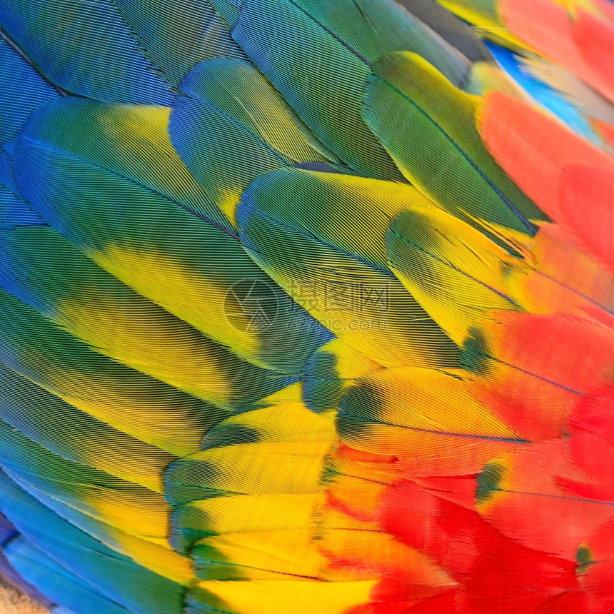 颜色阮詹美丽的鸟羽斯嘉麦考的花羽背景鹦鹉图片