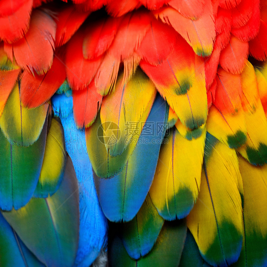 黄色的ScarletMacaw羽毛模式的美丽背景荒野鹦鹉图片